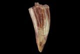 Fossil Phytosaur (Machaeroprosopus) Tooth - New Mexico #133285-1